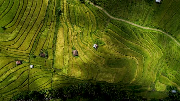 Rice Fields on Bali