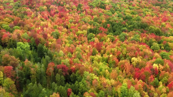 Cinematic Colors Fall Forrest with Saturated Yellow Red Orange Green Trees