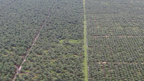 Aerial View of The Palm Oil Estates