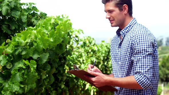 Man examining grapevine on clipboard in vineyard