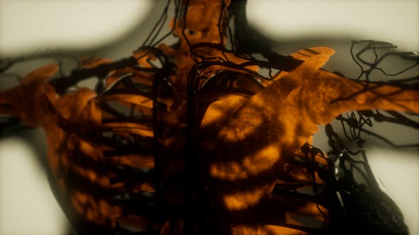 Human Skeleton Bones Scan Glowing