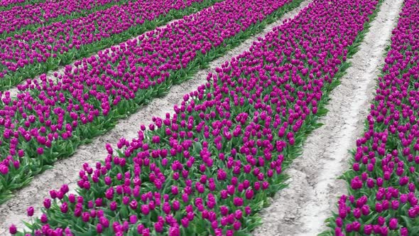 Rows of Purple Tulips in full bloom, Aerial view.