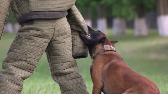 Dog's Teeth Tearing Clothes.