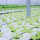 Dolly shot of organic freshness vegetables hydroponic green house soiless water system - VideoHive Item for Sale