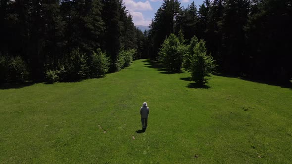 Pine Forests And Green Meadows