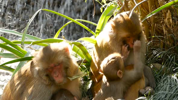 Group of Rhesus Macaques on Rocks. Family of Furry Beautiful Macaques Gathering on Rocks in Nature