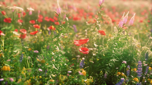 Real Field and Flowers at Sunset alt