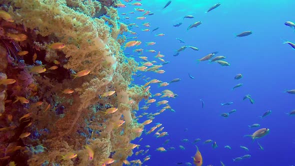 Underwater Colorful Fishes