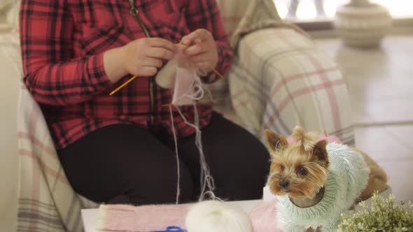 A Little Dressed Puppy and a Woman Knitting Another Clothes for It