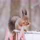 Portrait Cute Red Squirrel Sits Wooden Feeding Trough Eats Seeds - VideoHive Item for Sale