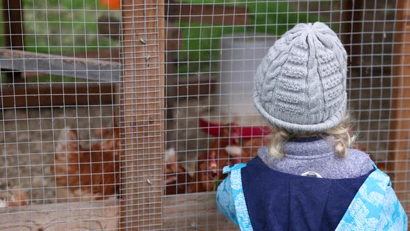 Young Boy Watching Chickens in Hen House