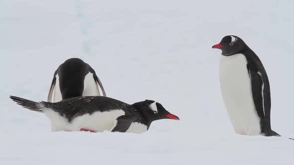 Gentoo Penguins In Antarctica