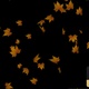 Falling Autumn Yellow Maple Leaves - VideoHive Item for Sale