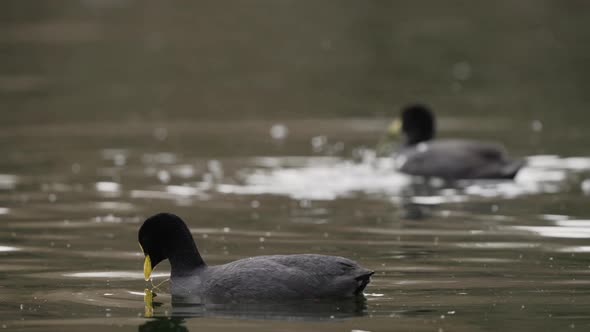 Fulica Armillate or Red Gartered Coot hunting for prey in Pond during sunlight ,close up shot of bir