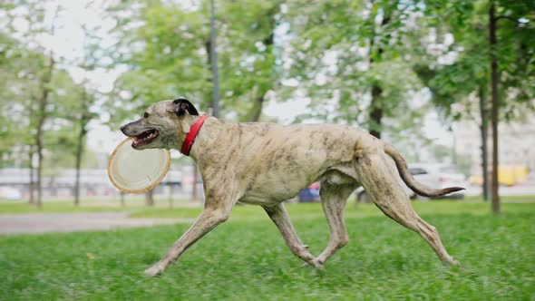 A Beautiful Dog Runs on the Grass in the Park with a Flying Disc in His Teeth