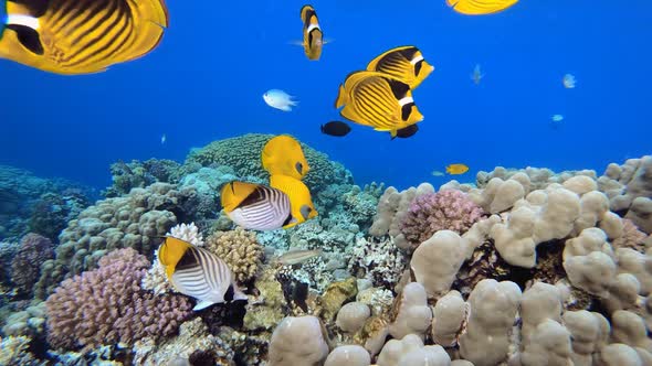 Tropical Fish Coral Reef