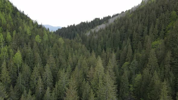 Ukraine, Carpathian Mountains: Beautiful Mountain Forest Landscape. Aerial, Flat, Gray