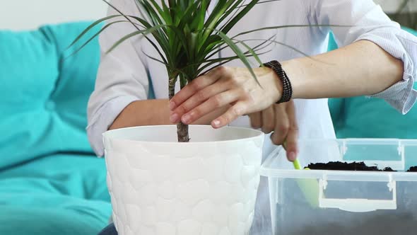 Young Woman Transplants Domestic Flower Into New Pot at Home