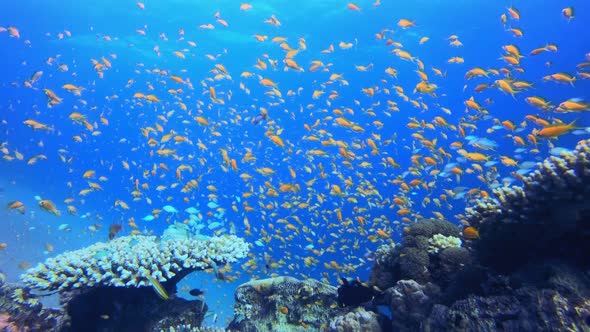 Underwater Sea Coral Reef