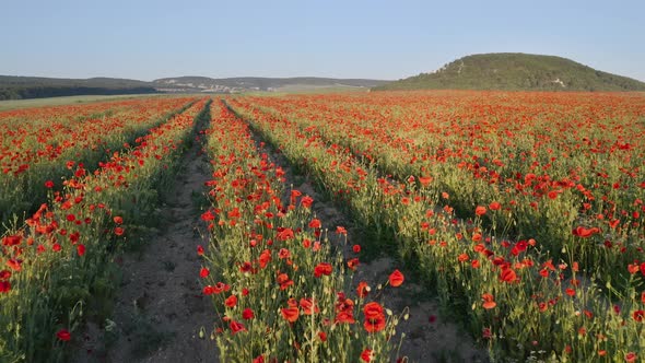 Field of Poppies at Sunse