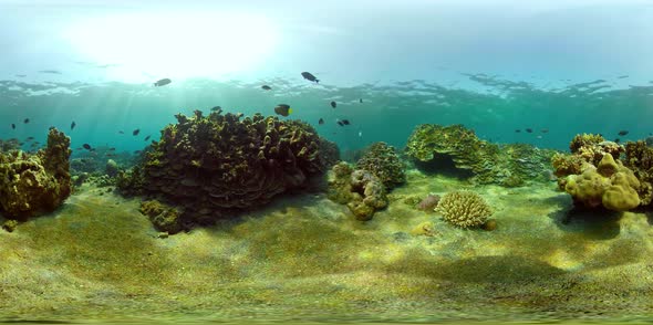 Coral Reef and Tropical Fish Vr360