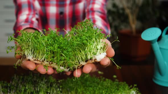 Microgreens in the Hands of a Man