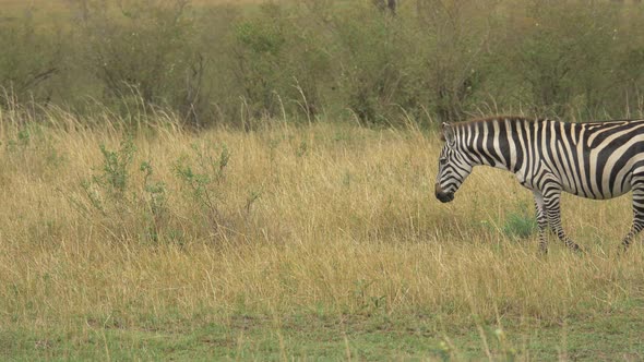 Zebra walking on grass