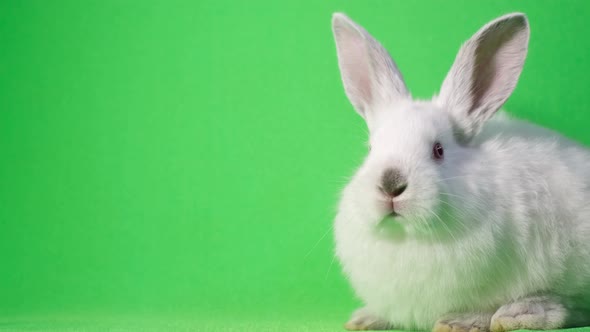 Beautiful White Rabbit Sits on a Green Background and Sniffs Moving His Nose