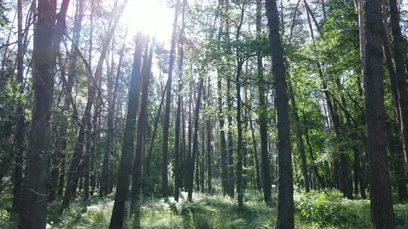 Trees in the Forest By Summer Day