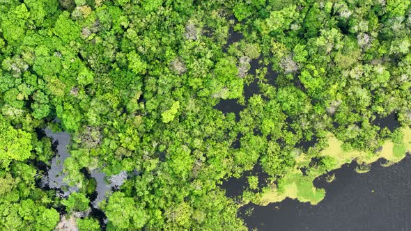 Stunning landscape of Amazon Forest at Amazonas State Brazil.