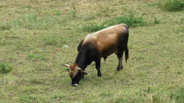 Thoroughbred black brown bull grazing on a rural pasture close-up