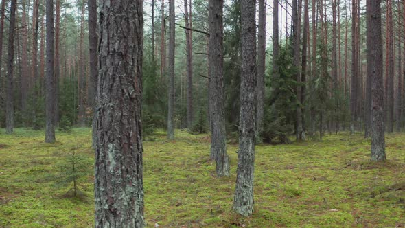 Autumn Forest on Cloudy Day. Mushroom Growth Season