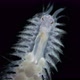 Worm family Polynoidae under the microscope, specimen found in Indian Ocean - VideoHive Item for Sale