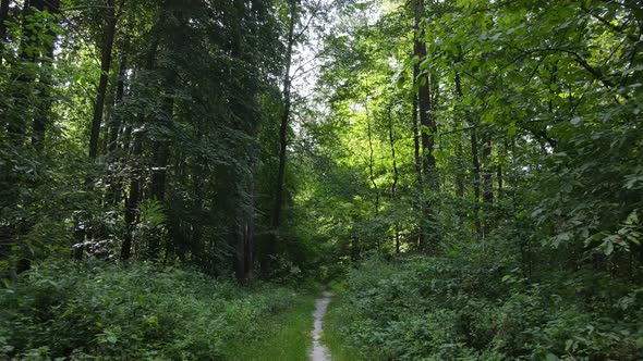 Natural Landscape in the Forest During the Day