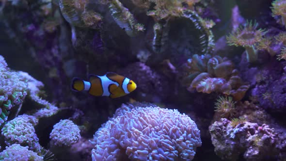 Anemone with some guarding clown fish.