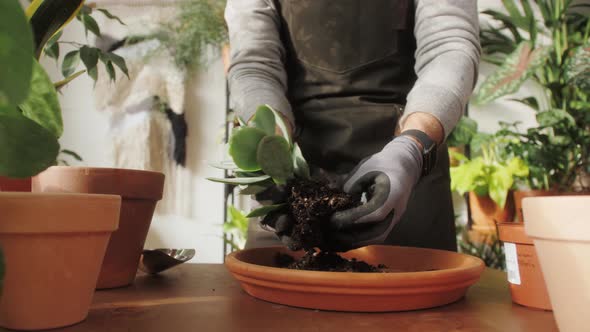 Man Planting Flowers in a Pot