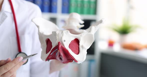 Doctor Holds Skeletal Model of Human Pelvis