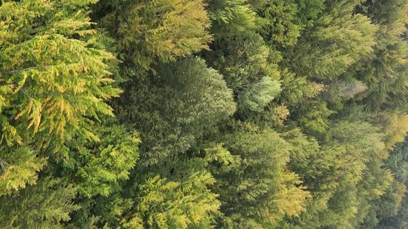 Vertical Video Aerial View of Trees in the Forest