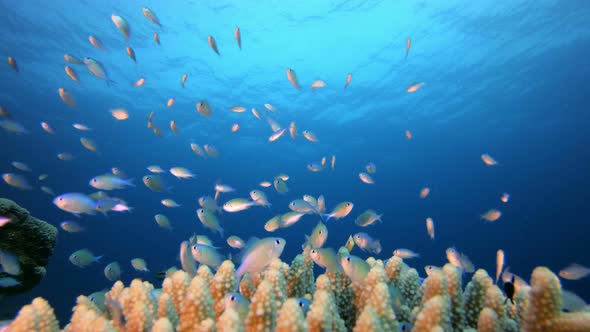 Marine Life Blue-Green Fish