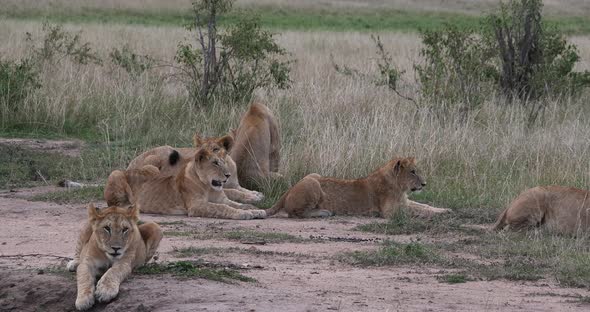 African Lion, panthera leo, Mother and Cubs, Nairobi Park in Kenya, Real Time 4K