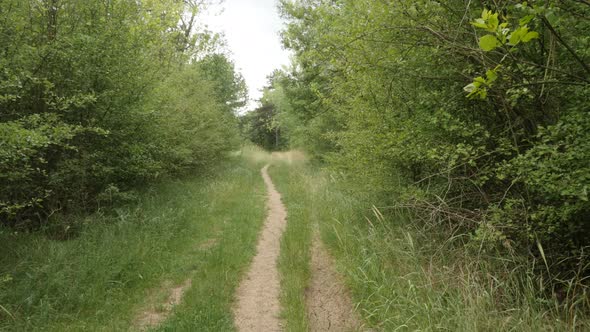 Foot path  through the forest establishing 4K footage