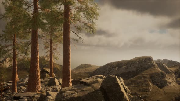 Trees in Fog in Mountains