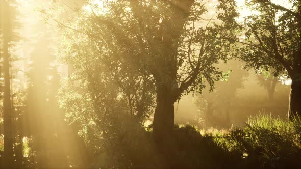 Forest of Beech Trees Illuminated By Sunbeams Through Fog