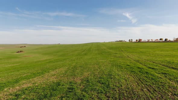 Green Whea Field in an Agricultural Landscape