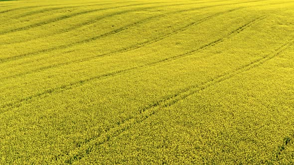 Amazing yellow raps flowers in Poland countryside.