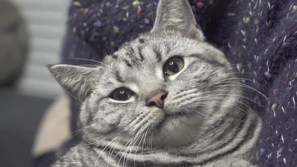 Beautiful grey cat