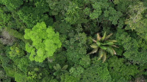 Rainforest with two very distinctive trees zooming out while rotating on a slow pace