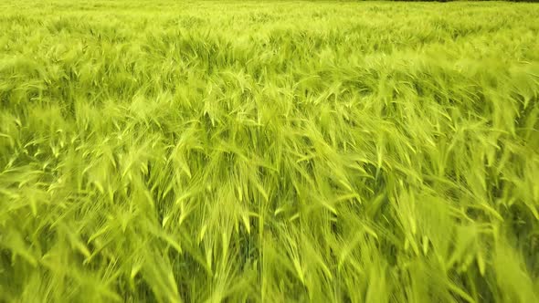 Close up footage of fresh green wheat ripening on farm field in summer.