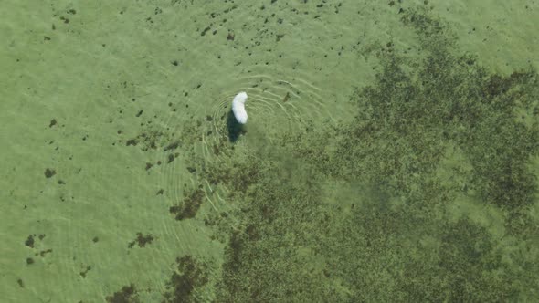 Cute Large White Polar Samoyed Dog Walks in the Sea