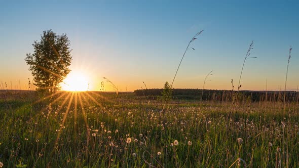 Hyperlapse of Sunflowers Field at Sunset